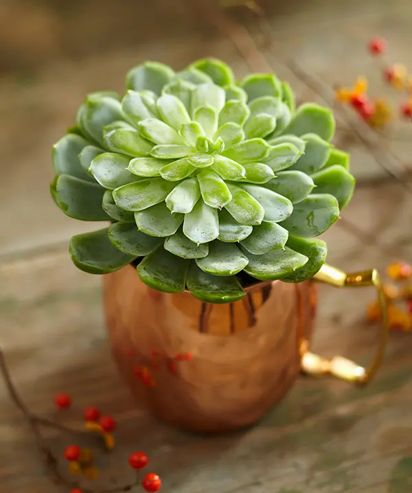 copper-mug-succulent