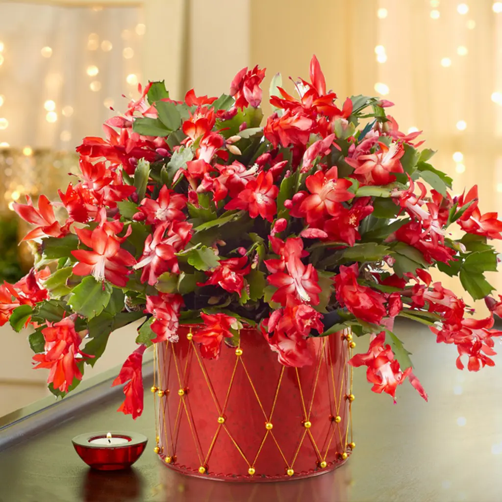 12-03-14 Christmas Cactus