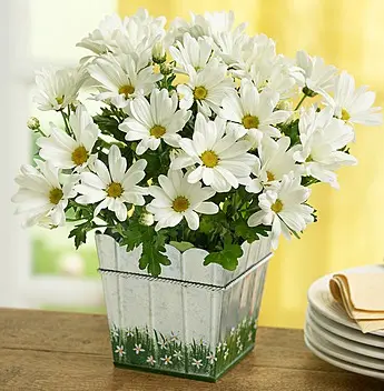 flowers-that-come-in-white-daisies