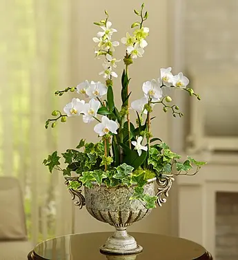 flowers-that-come-in-white-orchid