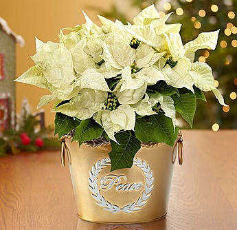 flowers-that-come-in-white-poinsettias