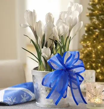 flowers-that-come-in-white-tulips