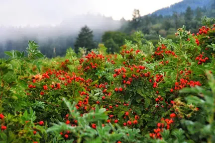 sun-valley-farms-rose-hips