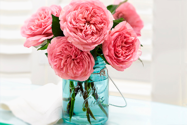 garden-roses-fresh-cuts