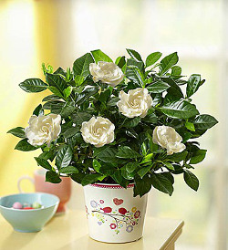 gardenia-flower