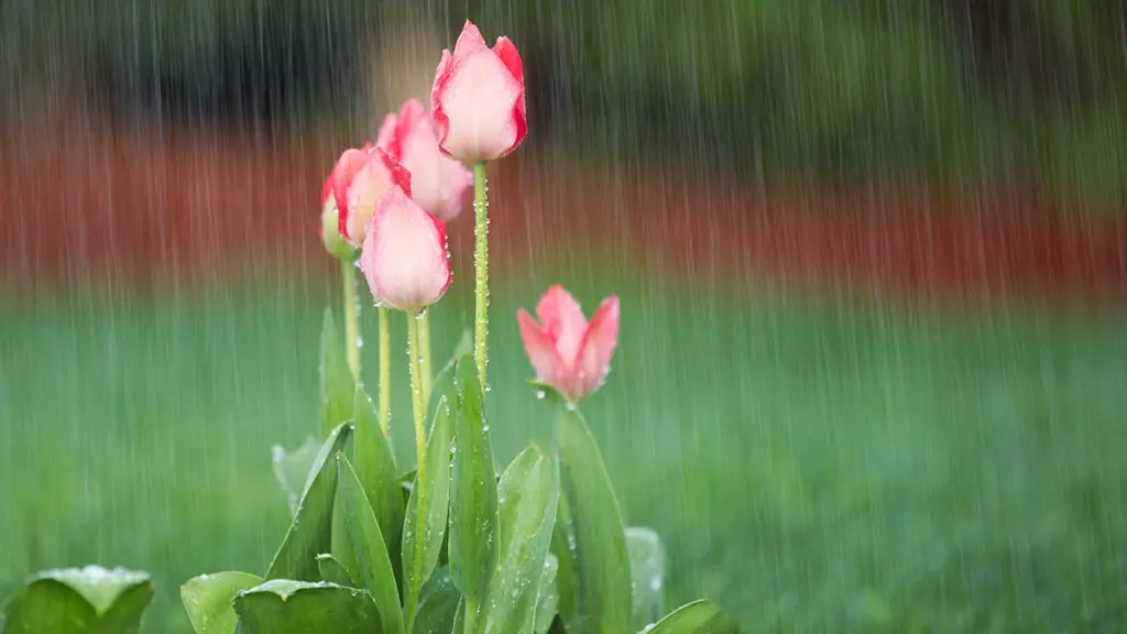 The Origin of April Showers Bring May Flowers