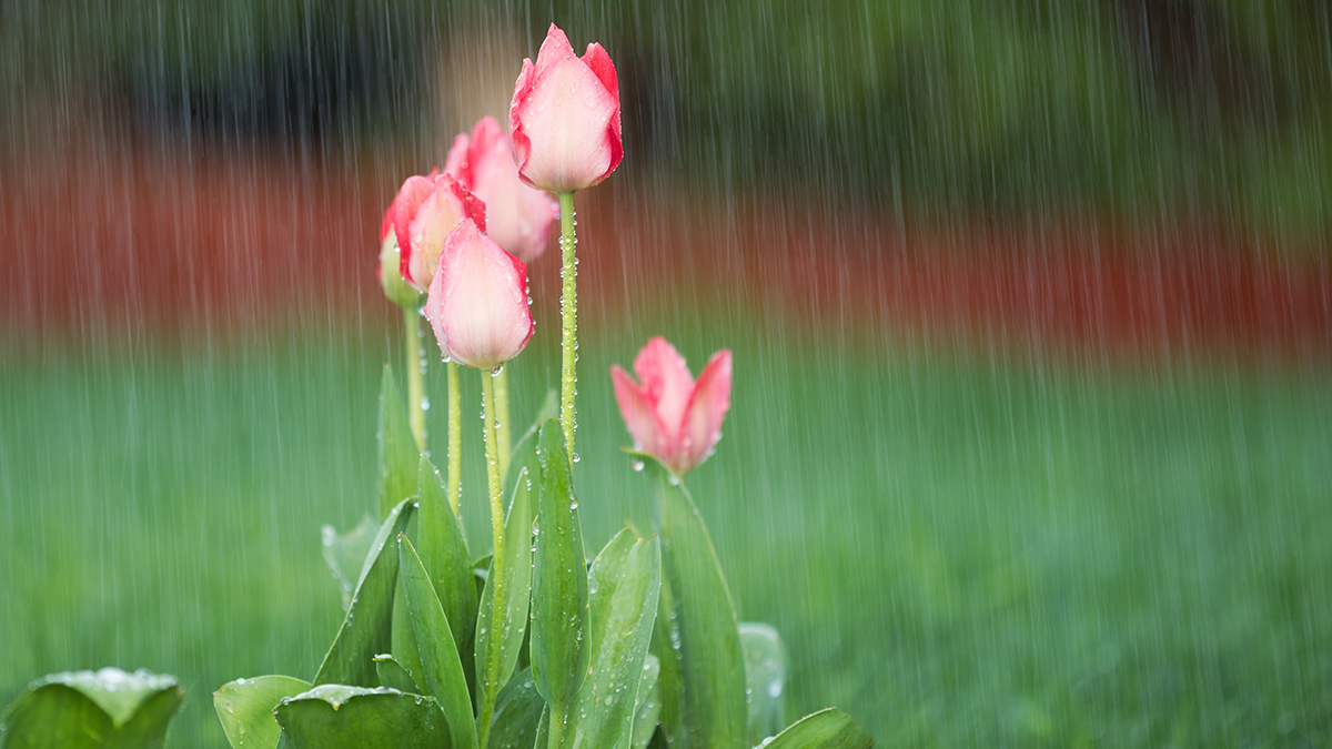 The Origin of April Showers Bring May Flowers