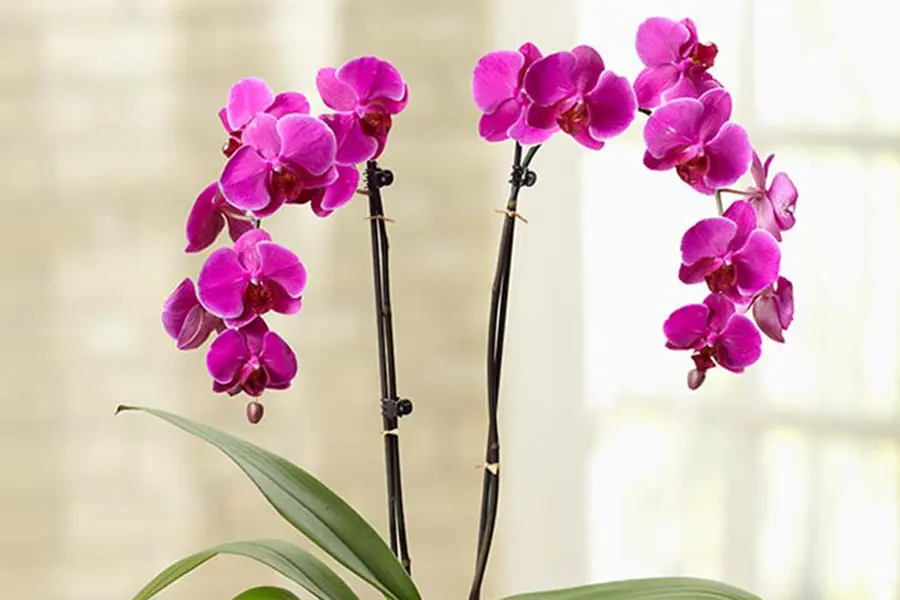 All About Orchids