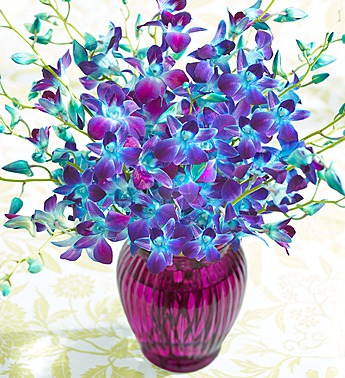all-about-orchids-blue