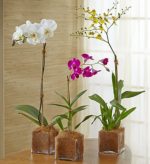 All About Orchids | Petal Talk