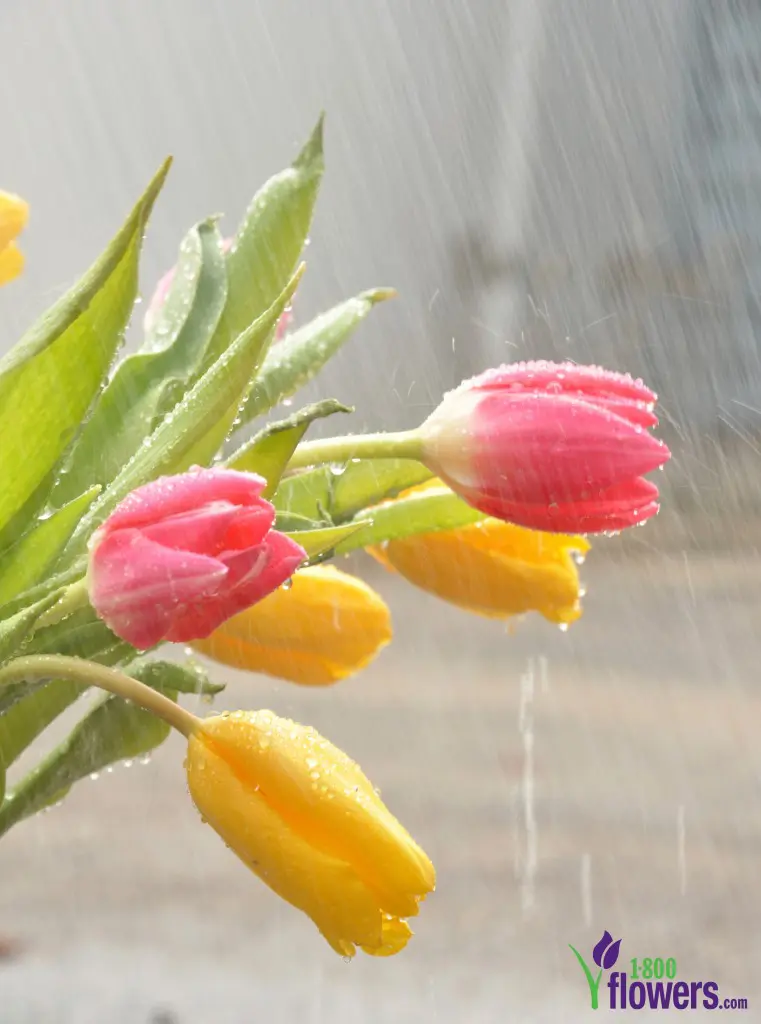 april-showers-bring-may-flowers-tulips