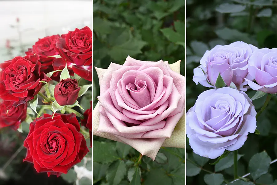 a-passion-for-roses
