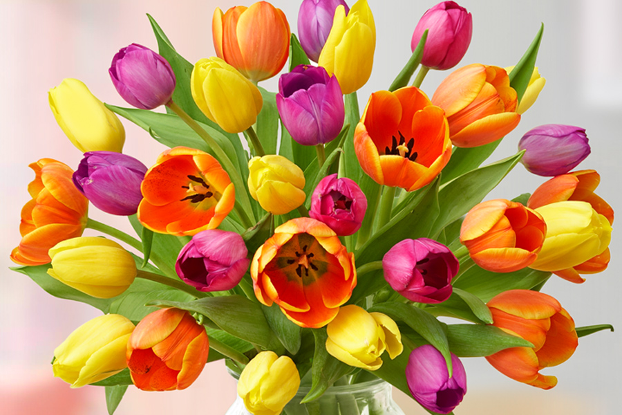 poisonous flowers with Colorful tulips