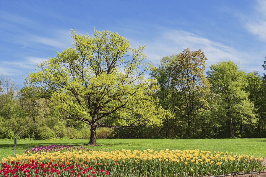 All About Arbor Day Petal Talk