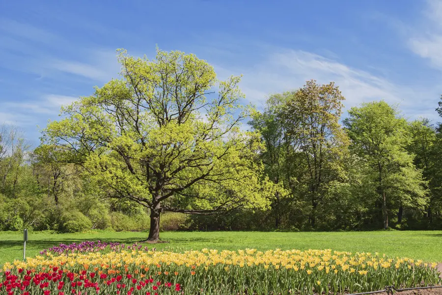 arbor day with trees and tulips