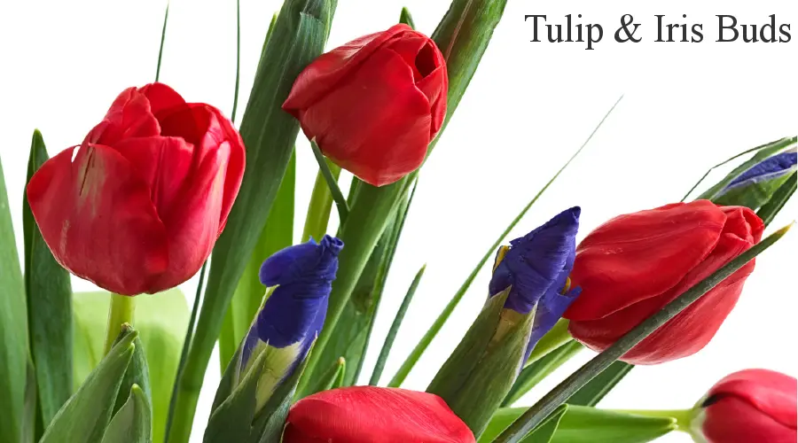 Tulip Buds & Iris Buds