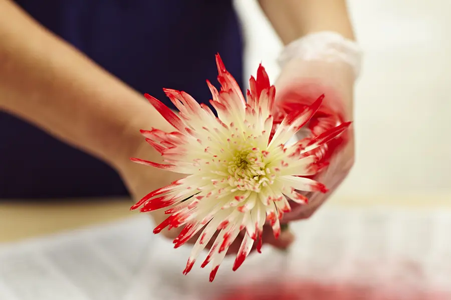 painted flowers with Open up painted flower