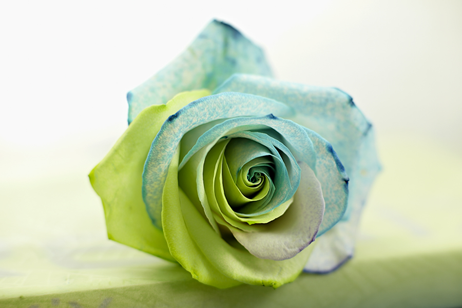 How to Make Painted Flowers Julie's Lifestyle Blog