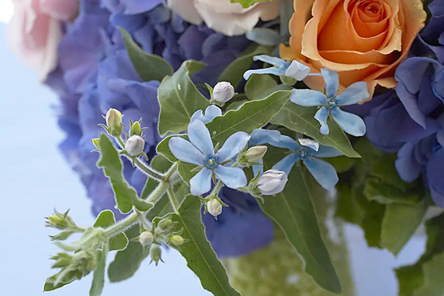 Blue Flowers Close Up