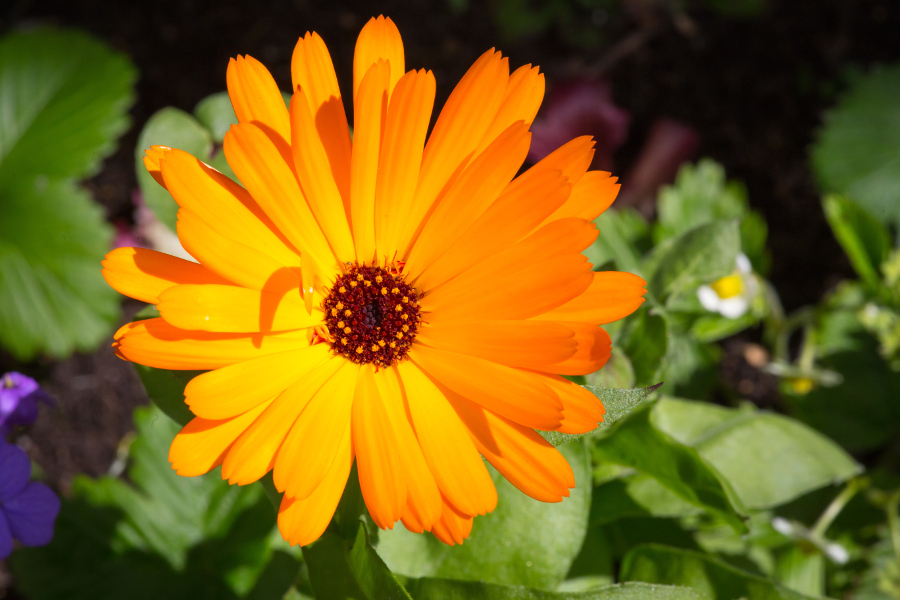 October Birth Flower, Birth Stone & Gift Ideas | Petal Talk