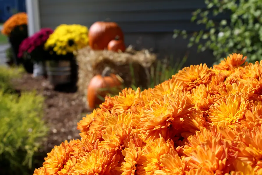 fall colors with pumpkin mums
