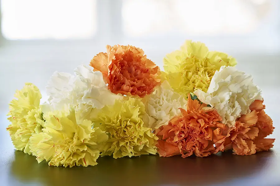zodiac flowers with carnations