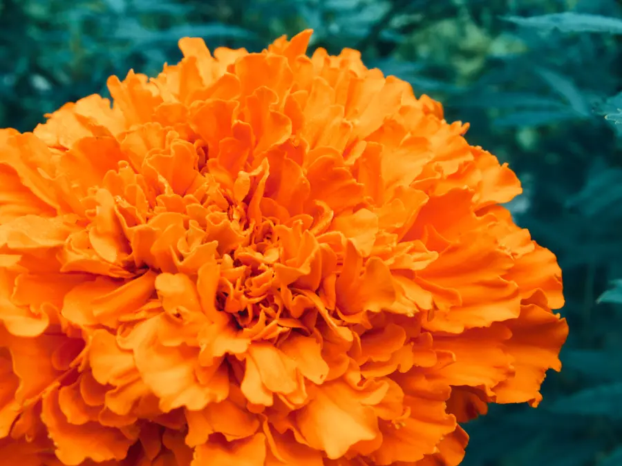 Cempazuchitl (Marigold) Flower for Day of the Dead