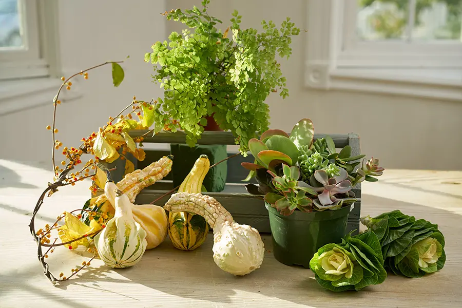 thanksgiving centerpiece ideas with Gourd Trug Ingredients