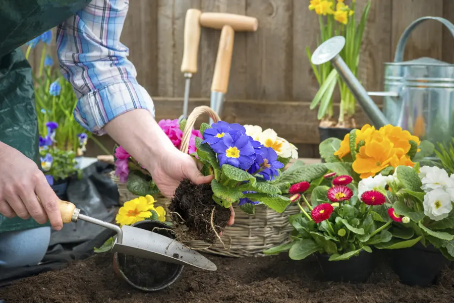 Annual vs perennial with woman gardening