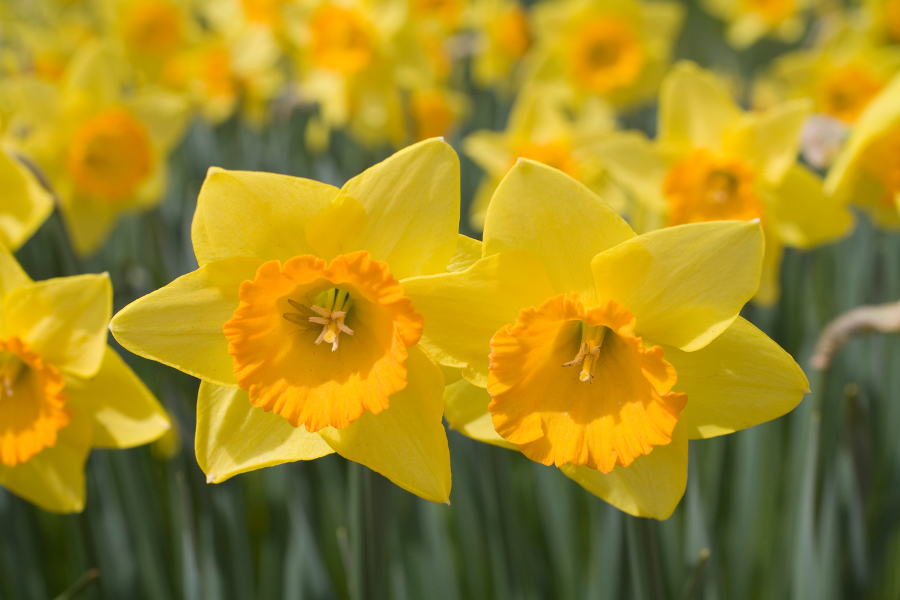 Yellow Daffodils in a Field