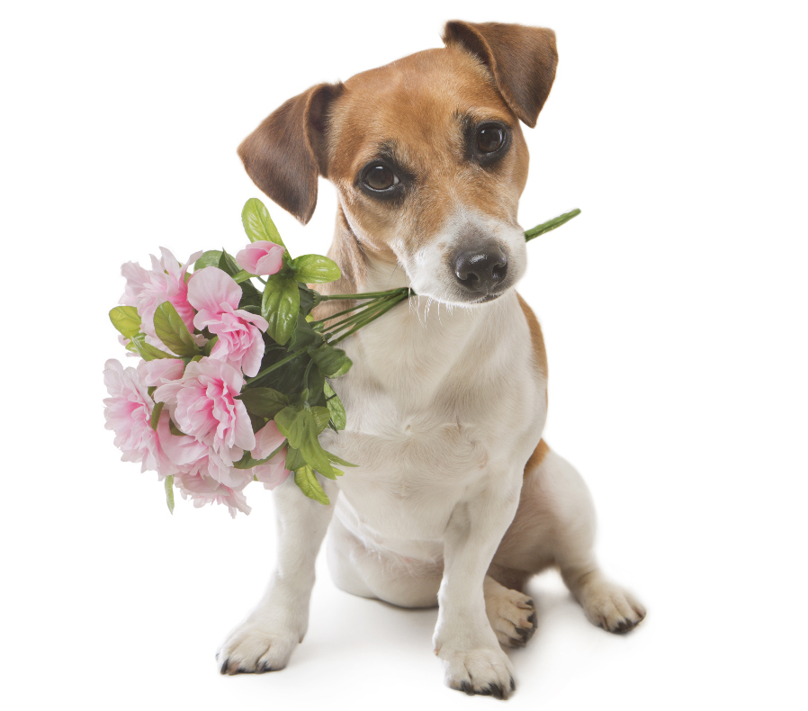 Cute Animals with Flowers to Make You Smile | Petal Talk Cute Animals with Flowers to Make You Smile | Petal Talk