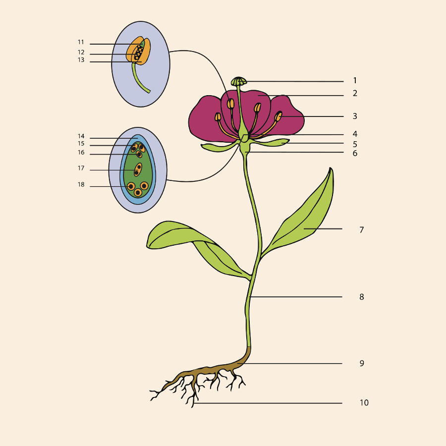 Parts Of A Flower Flower Anatomy Petal Talk