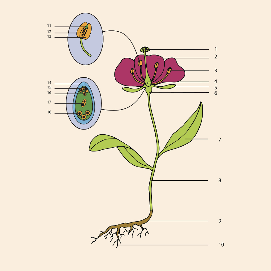 Flower Anatomy Parts Of A