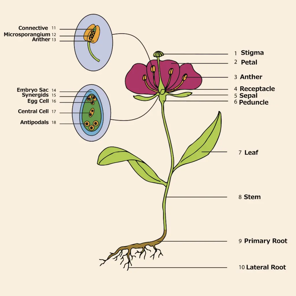 flower pollen diagram