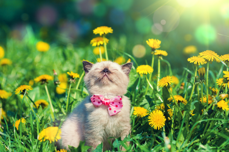 Cute Animals with Flowers to Make You Smile | Petal Talk