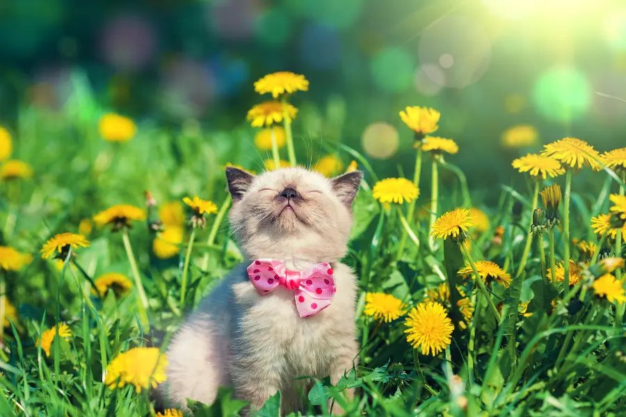 little kitten wearing bow tie in the dandelion flowers