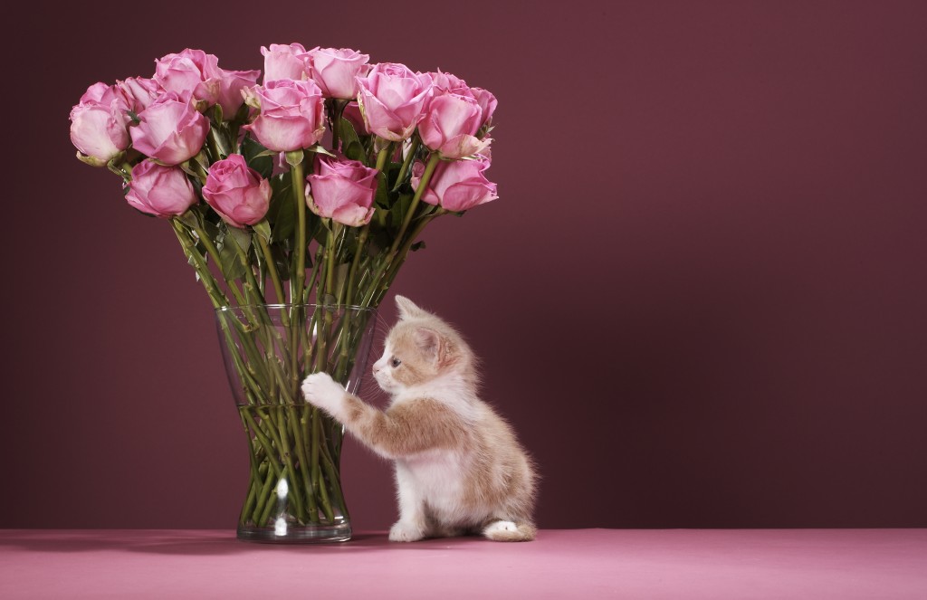 Cute Animals with Flowers to Make You Smile | Petal Talk Cute Animals with Flowers to Make You Smile | Petal Talk