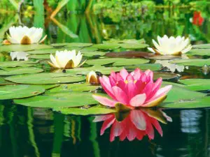 aquatic plants with lily pad flowers