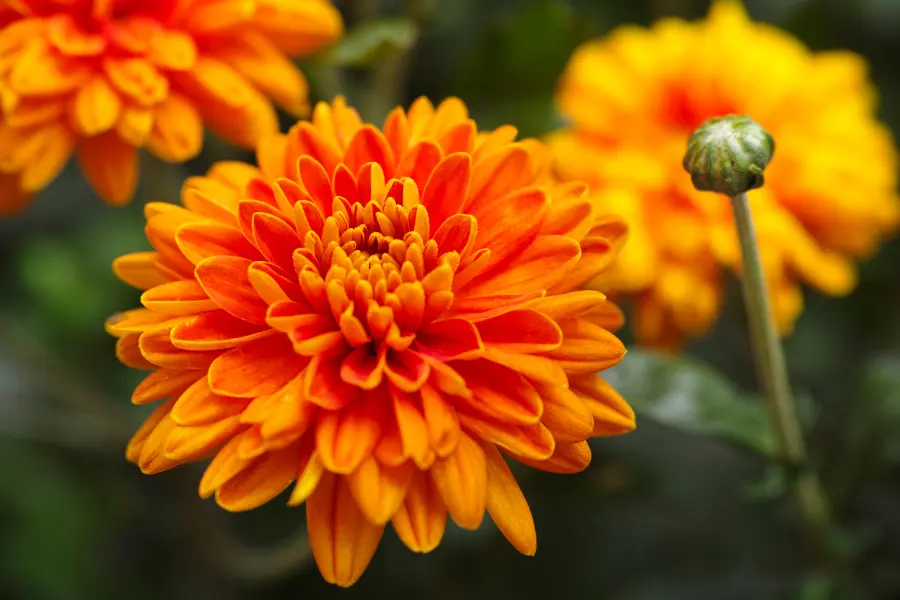 Orange chrysanthemums with water drops in nature.