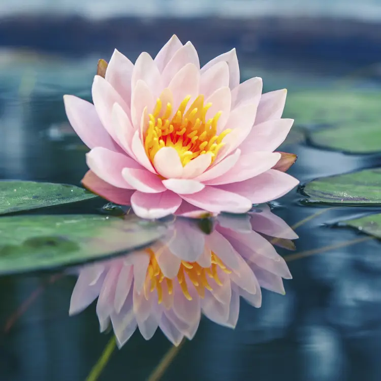 aquatic plants with a lotus flower