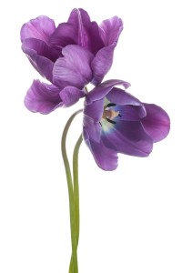 Purple Tulip Flowers