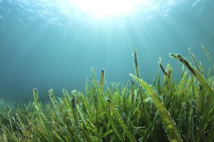 aquatic plants with kelp - seaweed