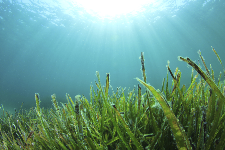 Kelp - Seaweed