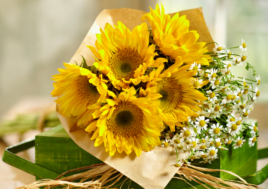 Photo of sunflowers, the zodiac flower of Leo.