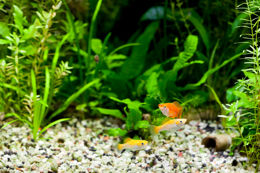 aquatic plants with molles and swordtail In tropical aquarium