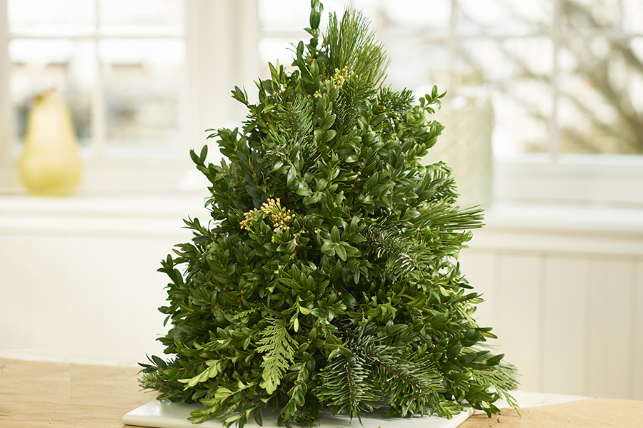 Accent Evergreens