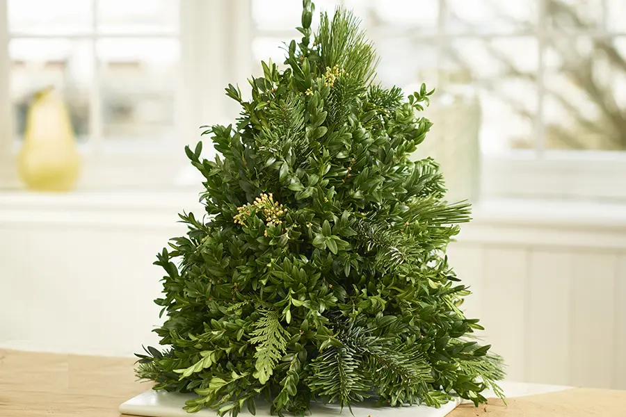 Accent Evergreens