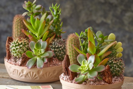 Best Indoor Flowers and Plants For The Winter