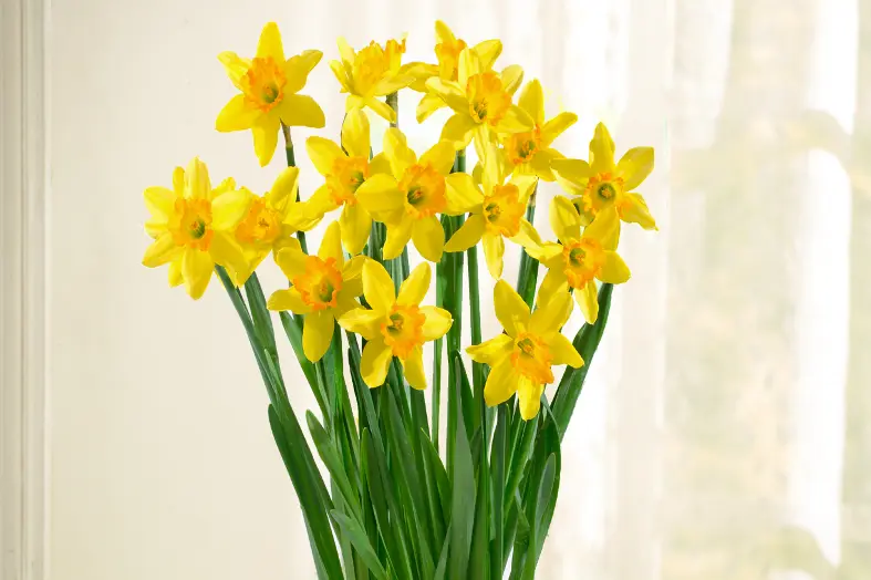 national flowers with daffodils