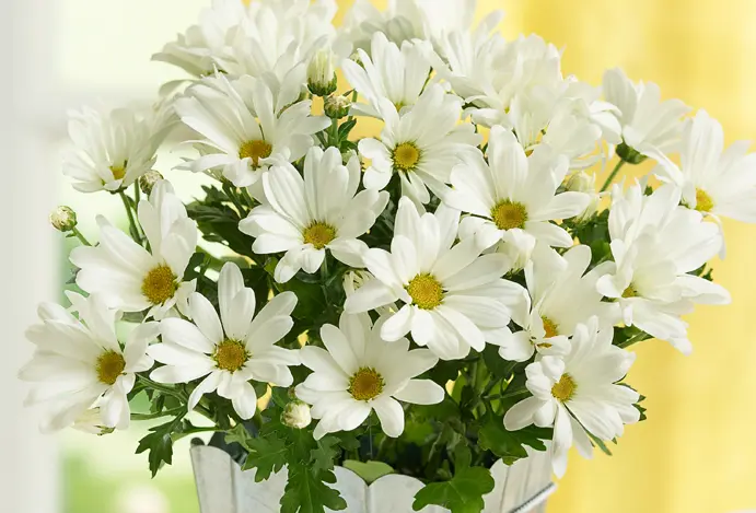 flowers in movies with White daisies with yellow center in a pot
